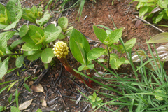 Zingiber neesanum